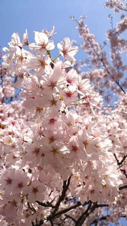 2016桜.jpg