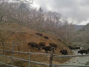 IMG_20130425_171517.jpg