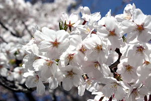sakura.jpg